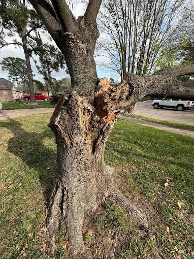 Riverside Tree Services tree work in Spring, TX