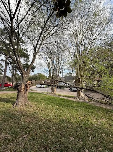 Riverside Tree Services tree work in Spring, TX