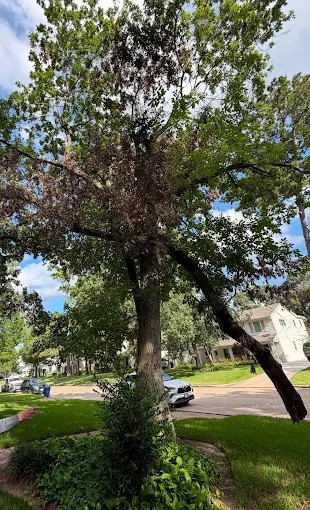 Riverside Tree Services tree work in Spring, TX