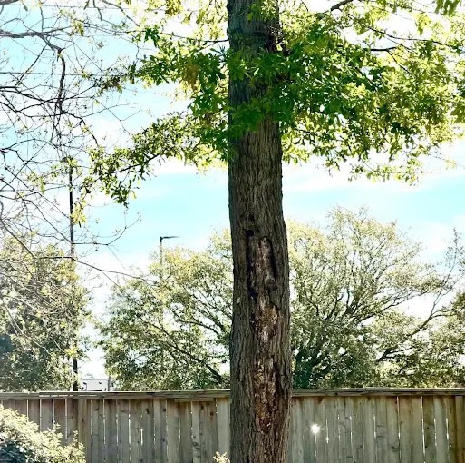 Riverside Tree Services tree work in Spring, TX