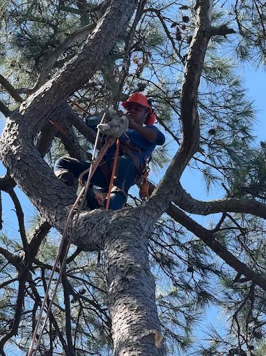 Riverside Tree Services tree work in Spring, TX