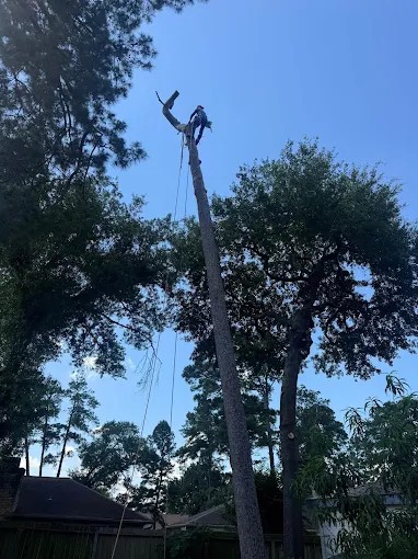Riverside Tree Services tree work in Spring, TX