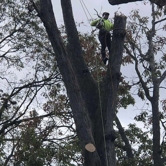 Riverside Tree Services tree work in Spring, TX