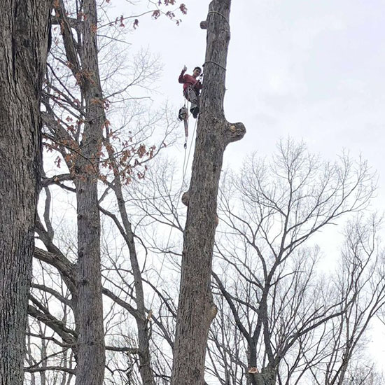 Riverside Tree Services tree work in Spring, TX