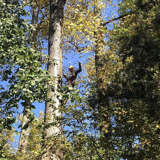 Riverside Tree Services tree work in Spring, TX